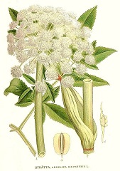 angélique sauvage fleur sauvage blanche